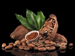 Cacao  - CORPORACION FORTALEZA DEL VALLE